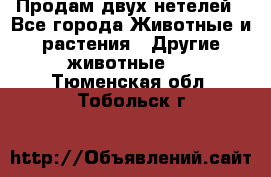 Продам двух нетелей - Все города Животные и растения » Другие животные   . Тюменская обл.,Тобольск г.